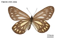 藏品(流星絹粉蝶)的圖片